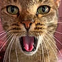 cat, tabby, close_up, whiskers, mouth_open, tongue, fur, animal, pet, indoor, pink_background, face, ears, eyes, nose, cute, feline, portrait, expression, mammal