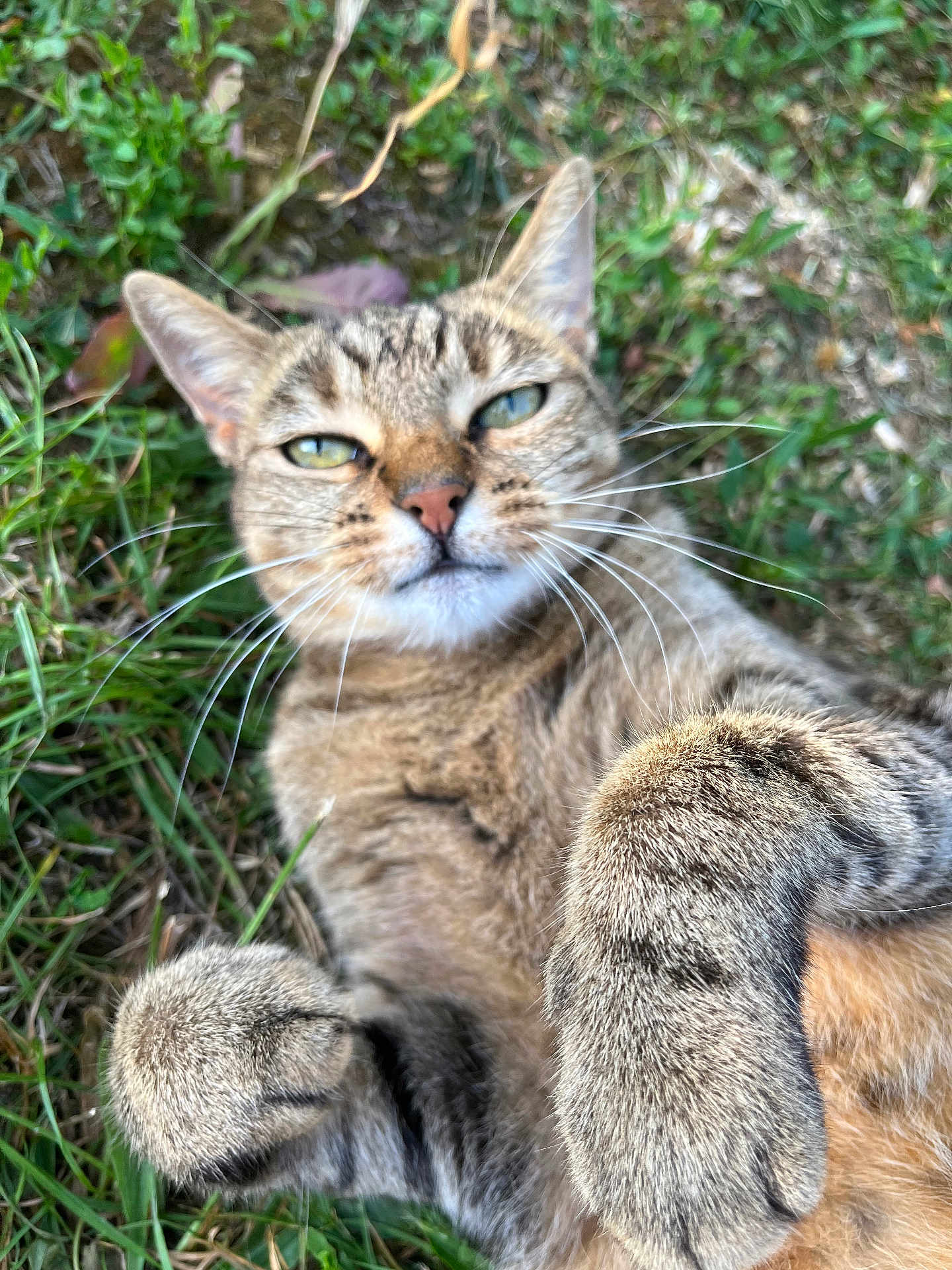 Harley participe au concours pour gagner de l'argent avec cette photo : cat, tabby, grass, outdoor, pet, animal, fur, whiskers, relaxed, paws, close_up, nature, cute, playful, mammal, sleepy, domestic, wildlife, lying_down, eyes