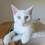 Orion a rejoint le concours — aidez-le/la à gagner de superbes lots ! cat, white_cat, blue_eyes, pet, animal, feline, indoor, cat_tree, paws, close_up, portrait, relaxed, cute, whiskers, pink_nose, fur, domestic_cat, looking_at_camera, neutral_background, natural_light