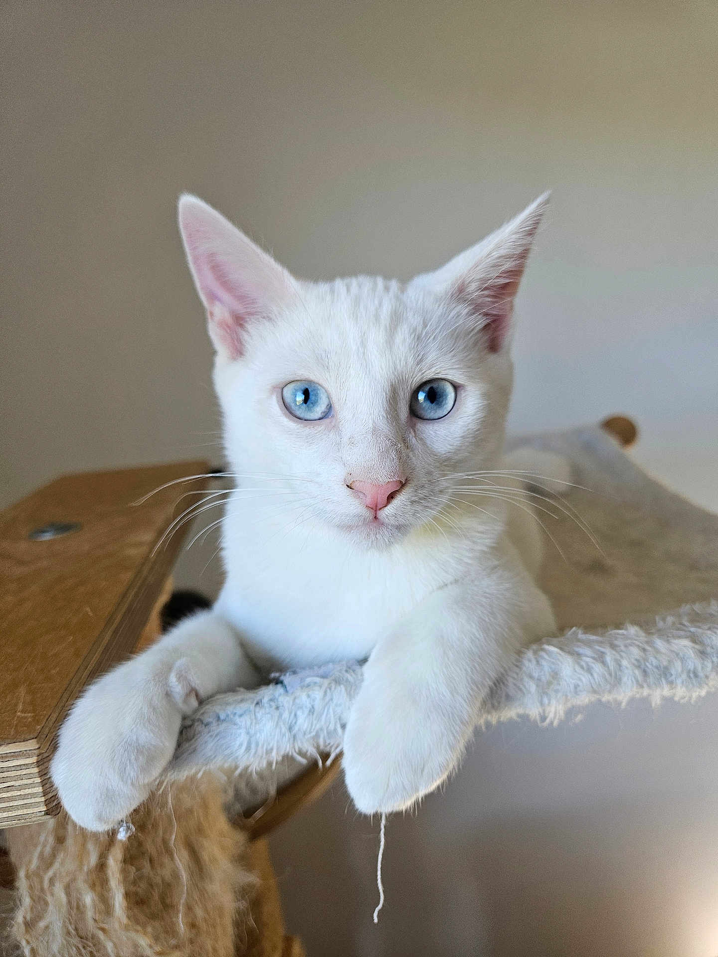 Orion a rejoint le concours — aidez-le/la à gagner de superbes lots ! cat, white_cat, blue_eyes, pet, animal, feline, indoor, cat_tree, paws, close_up, portrait, relaxed, cute, whiskers, pink_nose, fur, domestic_cat, looking_at_camera, neutral_background, natural_light