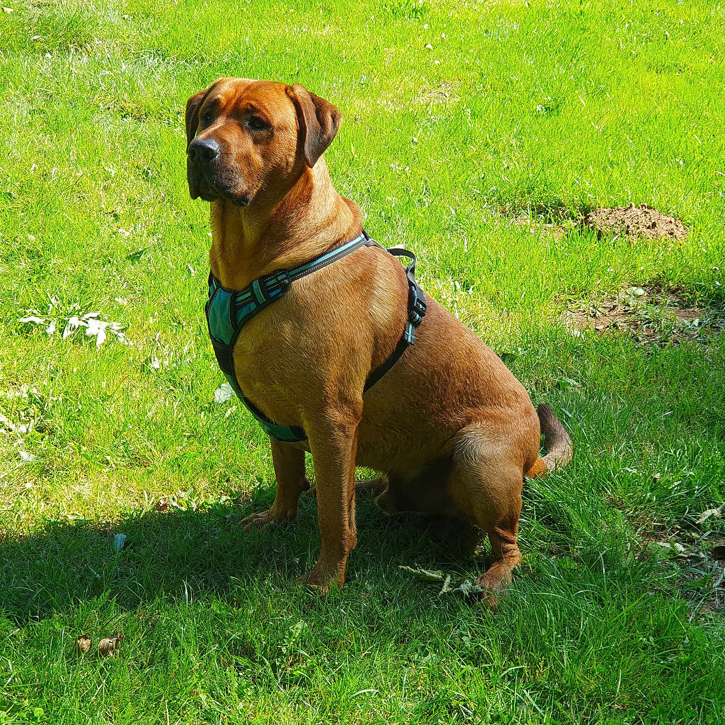 Tao a rejoint le concours — aidez-le/la à gagner de superbes lots ! accessories, animal, boxer, bulldog, canine, collar, dog, field, grass, grassland, harness, hound, lawn, leash, nature, outdoors, pet, plant, puppy, strap
