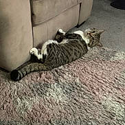 Teddy is registered to the contest to win money with this photo: animal, architecture, ball, building, cat, chair, couch, cushion, furniture, homedecor, indoors, kitten, livingroom, manx, person, pet, room, sleeping, sport, tennis