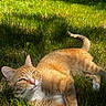 Jasper is registered to the contest to win money with this photo: animal, cat, closeup, cute, daylight, domestic_cat, ears, fur, ginger_cat, grass, lying_down, mammal, nature, outdoor, pet, relaxed, sunlight, tabby, tail, whiskers