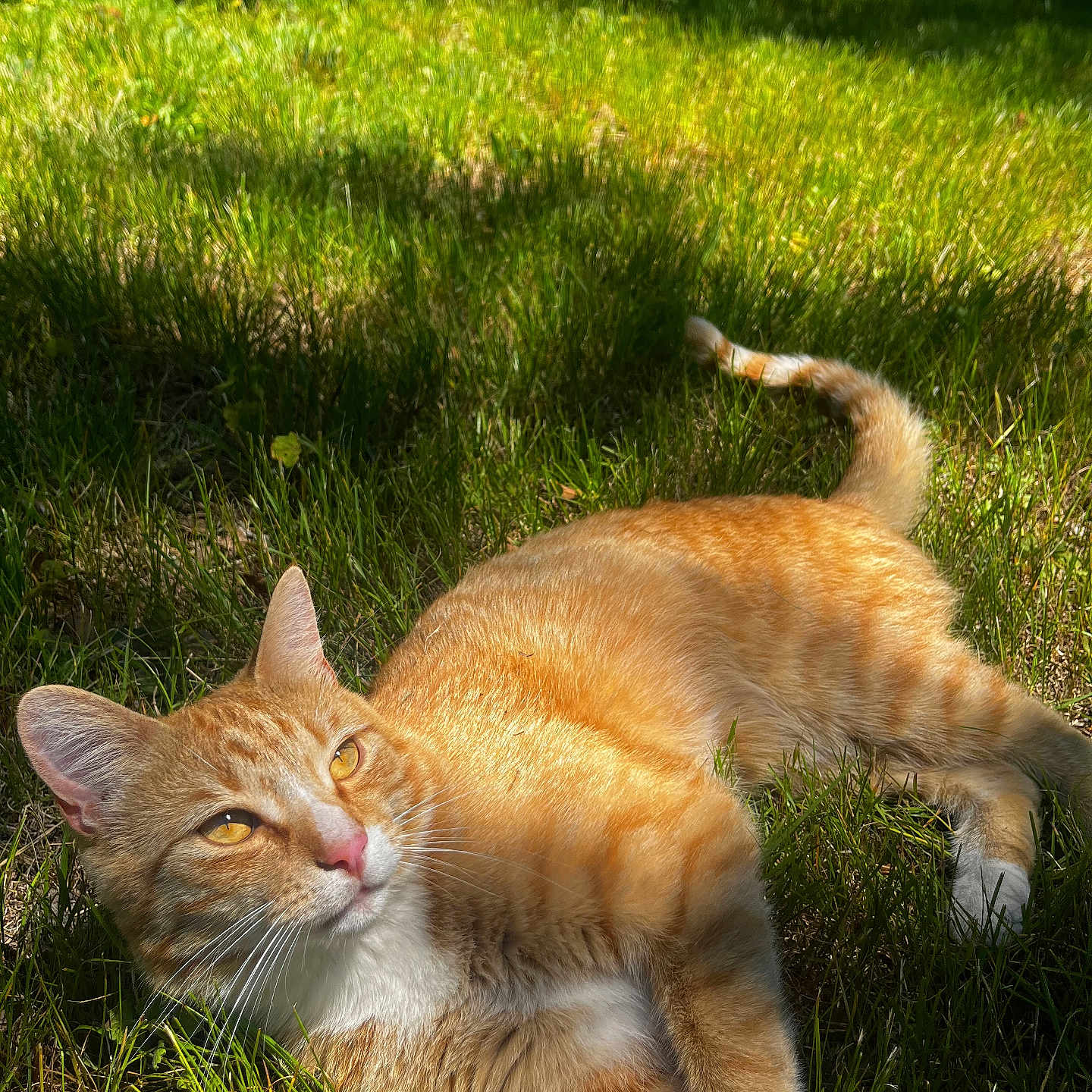 Jasper