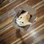 Jasper is registered to the contest to win money with this photo: animal, box, cardboard_box, cat, curious, cute, domestic, ears, eyes, feline, flooring, home, indoor, looking_up, orange_tabby, pet, pet_care, playful, whiskers, wooden_floor