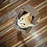 animal, box, cardboard_box, cat, curious, cute, domestic, ears, eyes, feline, flooring, home, indoor, looking_up, orange_tabby, pet, pet_care, playful, whiskers, wooden_floor