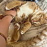Jasper is registered to the contest to win money with this photo: animal, blanket, cat, comfort, cozy, cute, domestic_cat, feline, fur, ginger_cat, hand, indoor, paw, petting, relaxed, resting, sleepy, soft, tail, texture