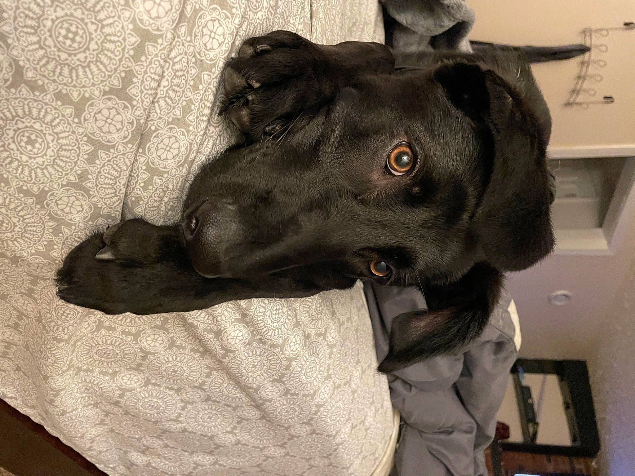 Obi is registered to the contest to win money with this photo: canidae, carnivore, collar, comfort, companion_dog, dog, dog_breed, dog_collar, ear, eye, fawn, fur, gesture, great_dane, grey, jaw, liver, sporting_group, whiskers, working_animal