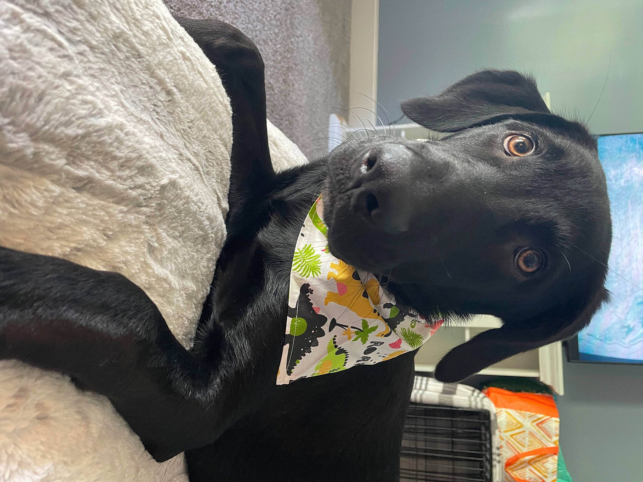 Obi is registered to the contest to win money with this photo: canidae, carnivore, collar, comfort, companion_dog, dog, dog_breed, dog_collar, dog_supply, fashion_accessory, fawn, grey, guard_dog, mammal, personal_protective_equipment, pet_supply, snout, sporting_group, vertebrate, working_animal