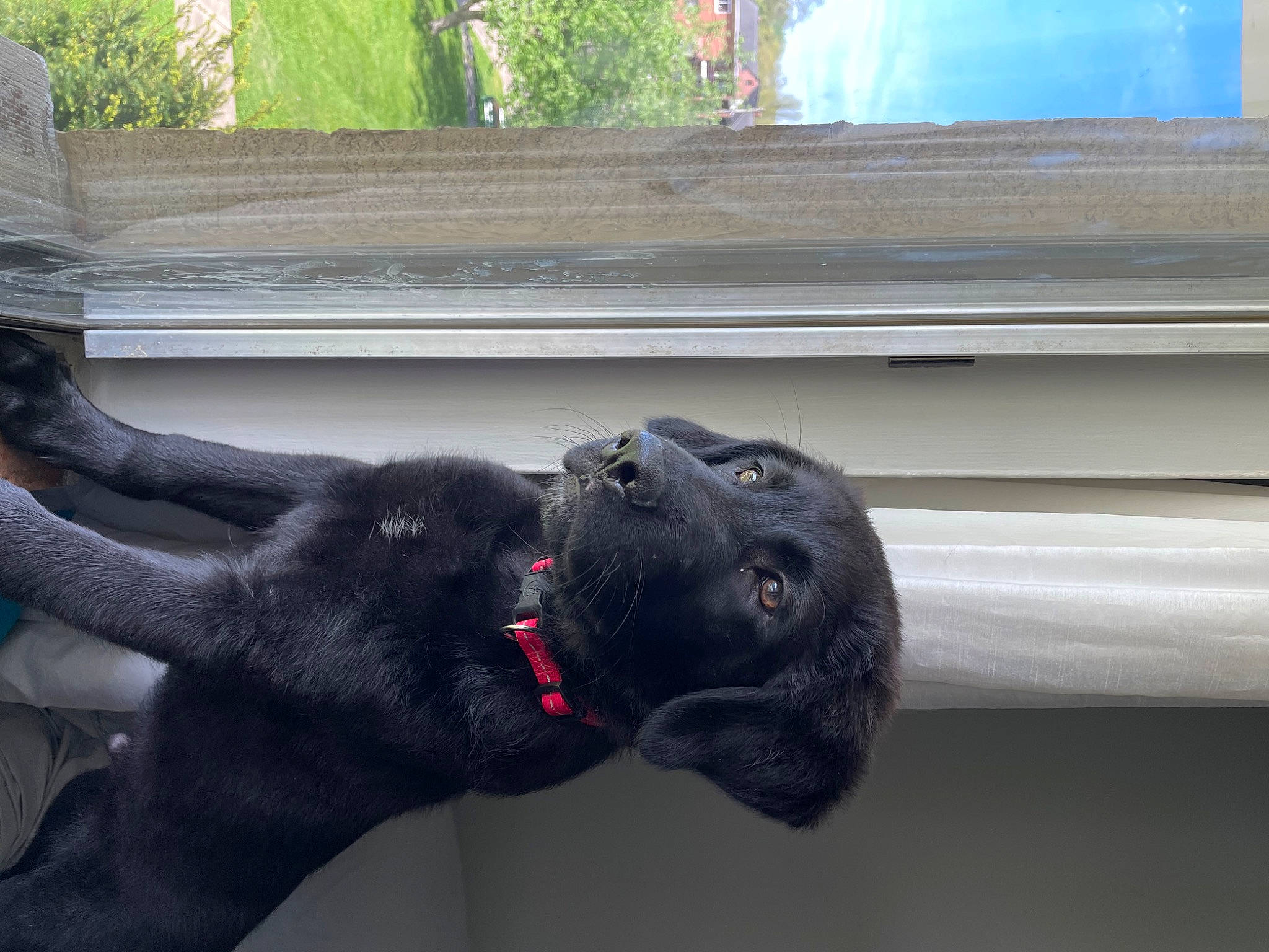 Obi joined the competition — help win amazing prizes! auto_part, automotive_tire, canidae, carnivore, collar, companion_dog, dog, dog_breed, dog_collar, fawn, fur, gesture, grey, plant, sculpture, snout, sporting_group, tail, vehicle_door, working_animal