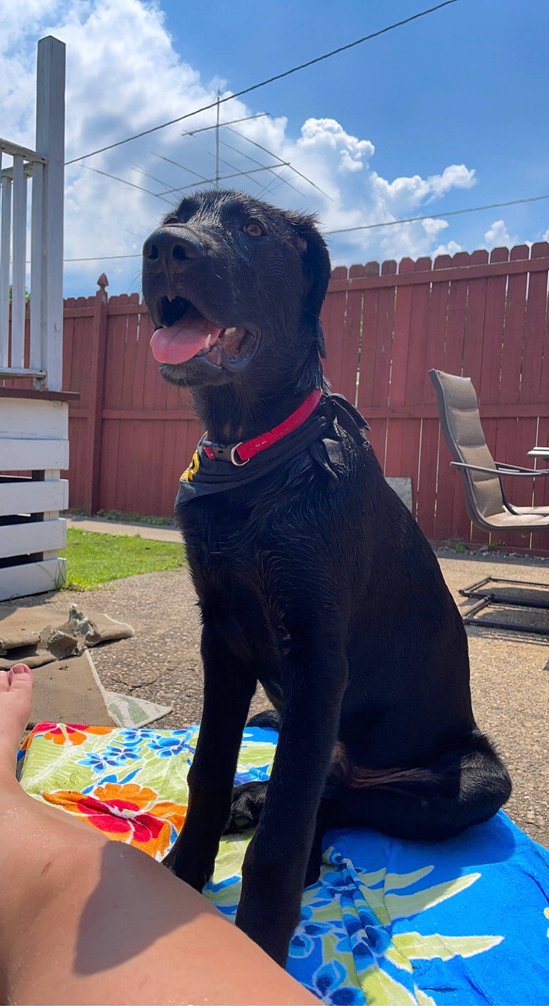 Obi is registered to the contest to win money with this photo: blue, canidae, carnivore, cloud, collar, companion_dog, dog, dog_breed, dog_collar, dog_supply, electric_blue, fawn, leash, leisure, outdoor_furniture, pet_supply, sky, snout, sporting_group, working_animal