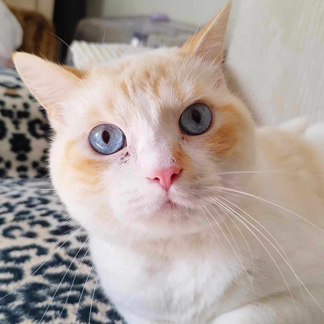 Stitch a rejoint le concours — aidez-le/la à gagner de superbes lots ! abyssinian, angora, animal, bed, bedroom, blanket, cat, cushion, furniture, homedecor, indoors, kitten, manx, pet, pillow, room, siamese, snout, white