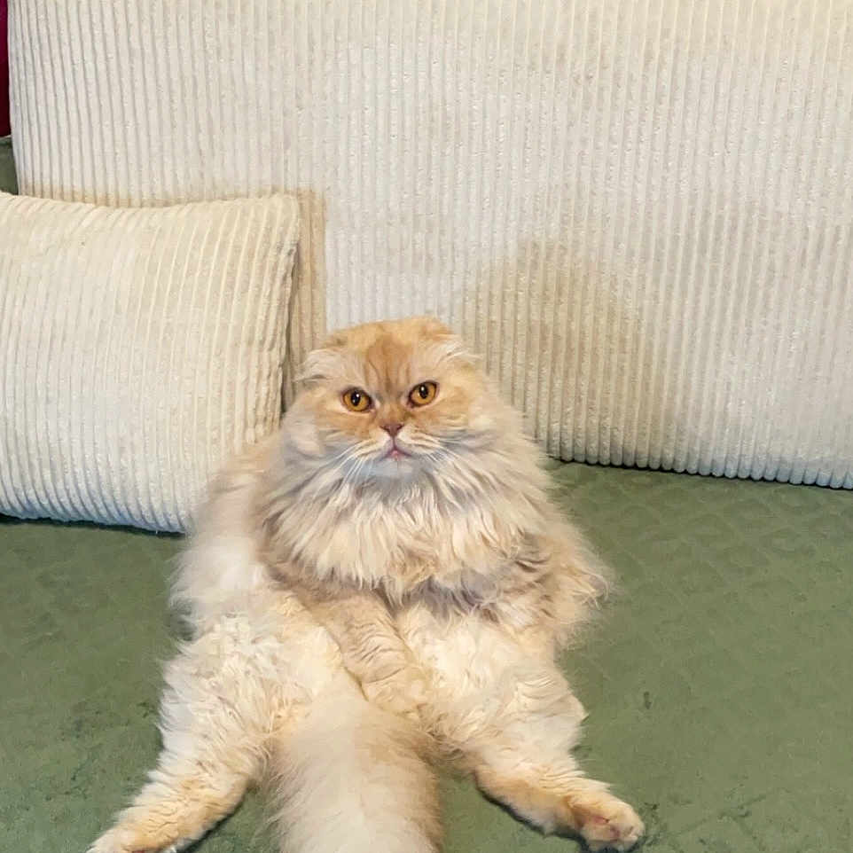 Molly participe au concours pour gagner de l'argent avec cette photo : angora, animal, architecture, building, canine, cat, couch, cushion, dog, furniture, homedecor, indoors, interiordesign, kitten, linen, livingroom, pet, pillow, puppy, room