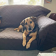 Coco joined the competition — help win amazing prizes! dog, couch, quilted_cover, window_blinds, painting, tiger_art, indoor, pet, brown, black, flooring, relaxed, looking_at_camera, furniture, living_room, domestic, canine, resting, comfortable, home