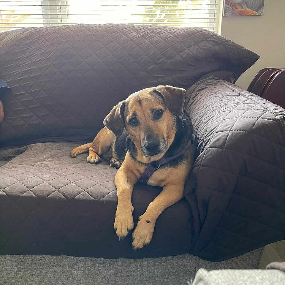 Coco joined the competition — help win amazing prizes! black, brown, canine, comfortable, couch, dog, domestic, flooring, furniture, home, indoor, living_room, looking_at_camera, painting, pet, quilted_cover, relaxed, resting, tiger_art, window_blinds