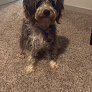 Lucky joined the competition — help win amazing prizes! dog, indoor, carpet, fur, pet, canine, collar, curly_hair, animal, home, floor, sitting, looking, cute, domestic, mammal, portrait, furniture, door, calm