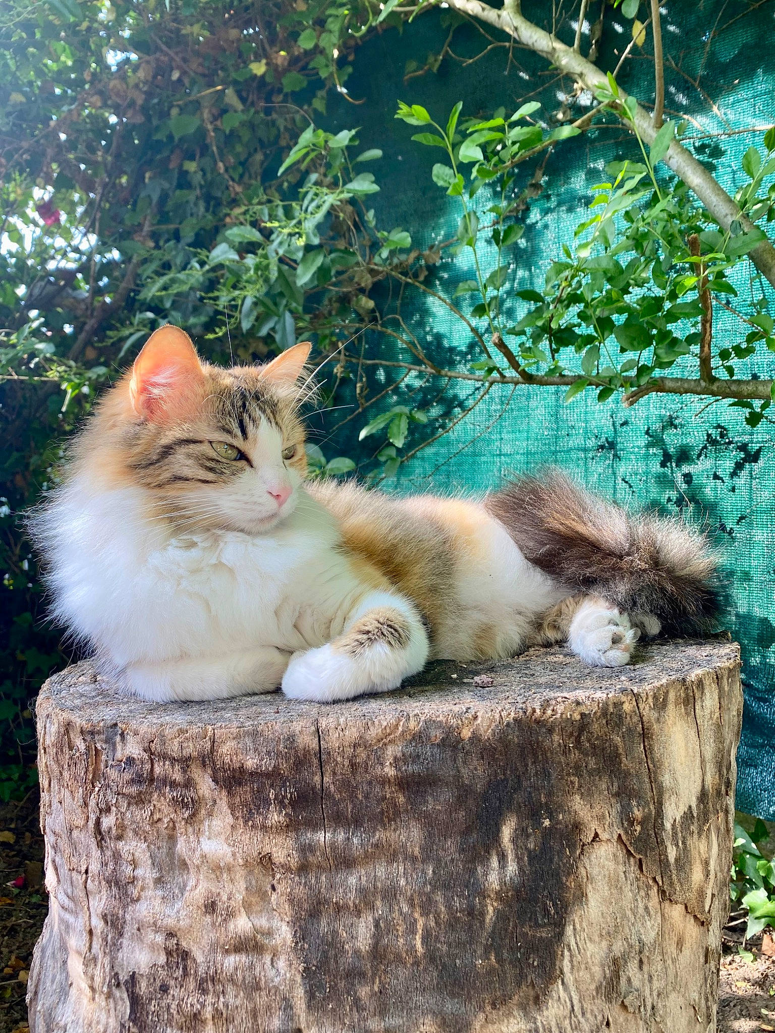 Kala a rejoint le concours — aidez-le/la à gagner de superbes lots ! branch, carnivore, cat, domestic_short_haired_cat, fawn, felidae, fur, grass, mammal, plant, sitting, small_to_medium_sized_cats, snout, tail, tree, trunk, vertebrate, whiskers, wildlife, wood