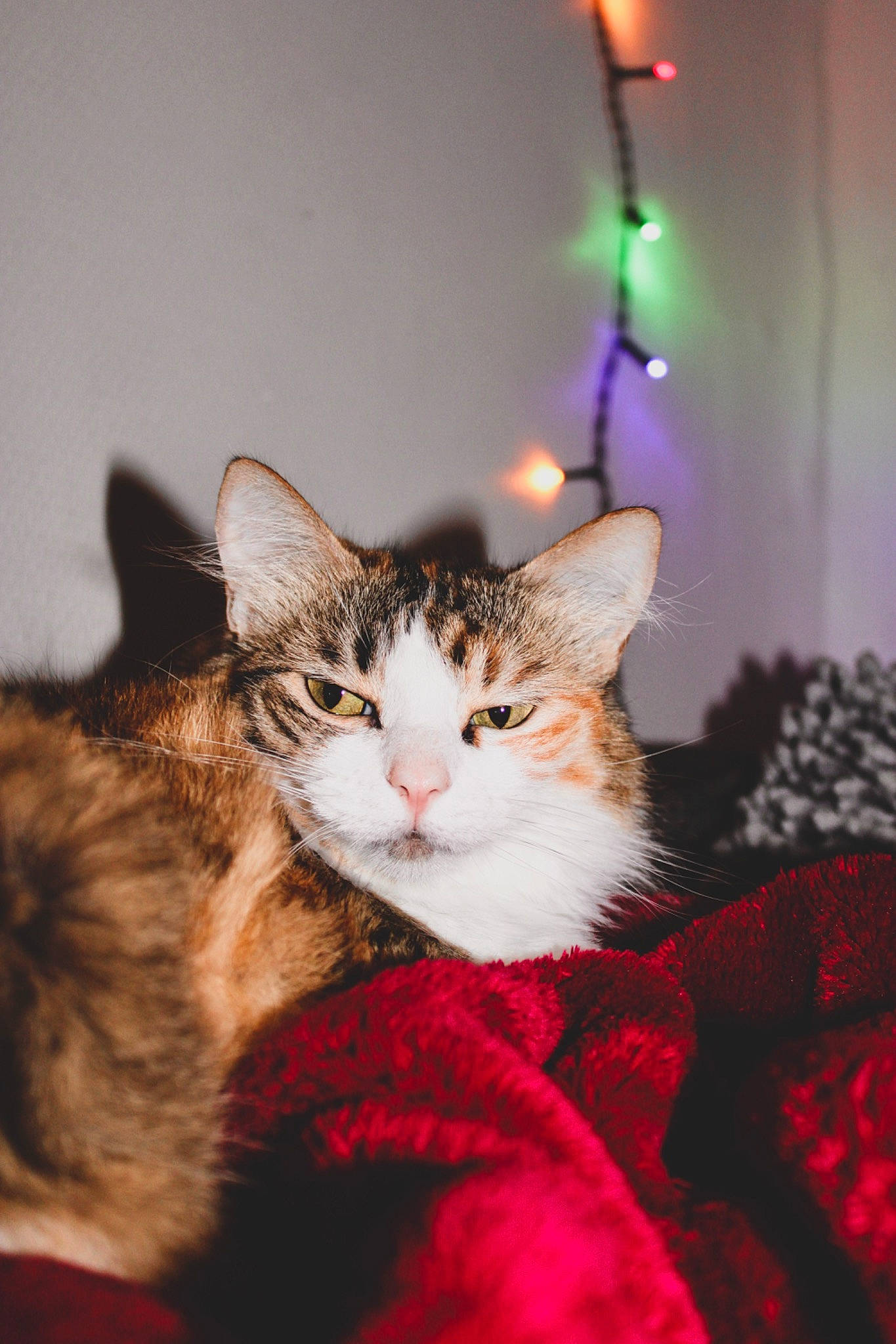 Kala a rejoint le concours — aidez-le/la à gagner de superbes lots ! carnivore, cat, christmas, christmas_decoration, claw, comfort, domestic_short_haired_cat, event, felidae, fur, holiday, interior_design, magenta, ornament, paw, plant, small_to_medium_sized_cats, tail, tree, whiskers