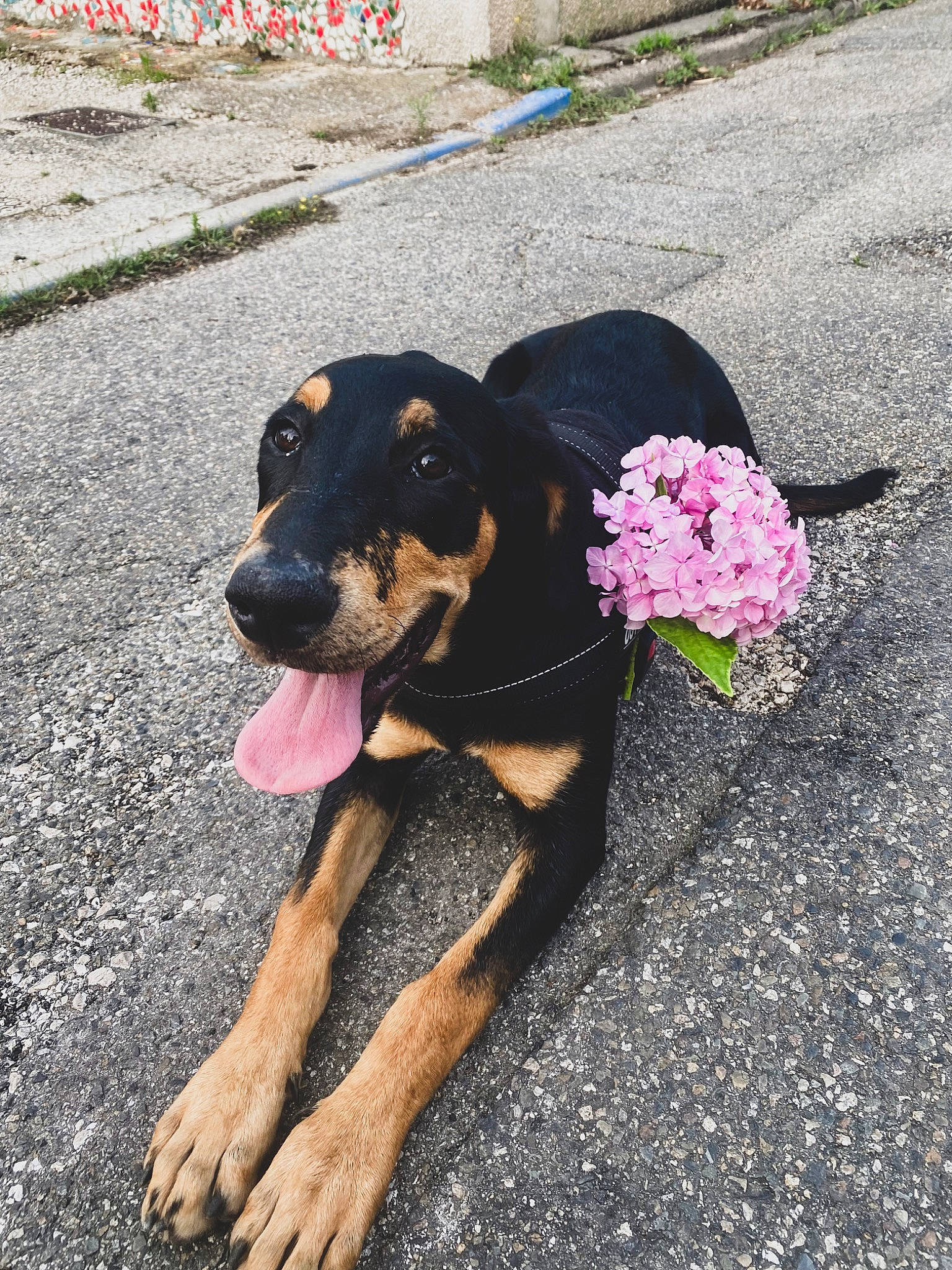 Joy a rejoint le concours — aidez-le/la à gagner de superbes lots ! asphalt, automotive_tire, carnivore, collar, companion_dog, dog, dog_breed, fashion_accessory, fender, flower, foot, grass, leash, plant, road_surface, sidewalk, snout, sporting_group, tar, working_animal