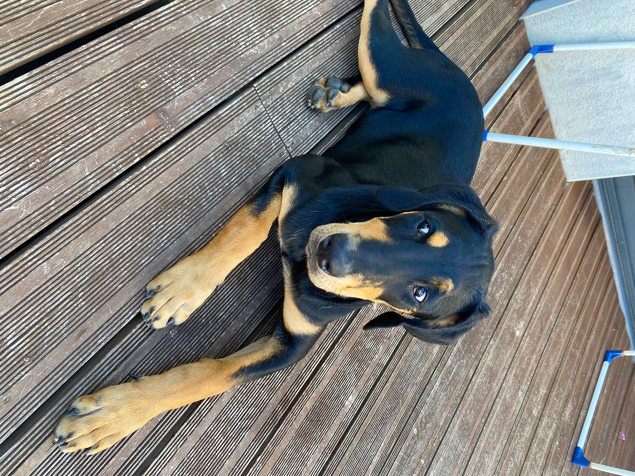 Joy participe au concours pour gagner de l'argent avec cette photo : canidae, carnivore, collar, companion_dog, dog, dog_breed, dog_collar, dog_supply, electric_blue, guard_dog, hardwood, metal, pet_supply, terrestrial_animal, wood, working_animal, working_dog