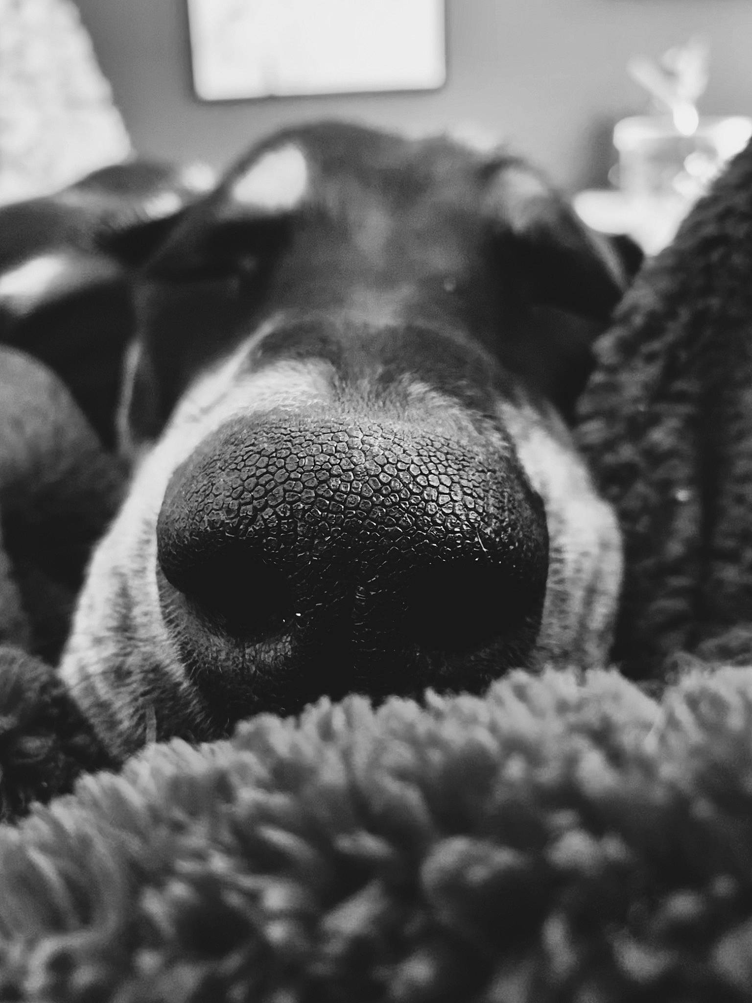 Joy participe au concours pour gagner de l'argent avec cette photo : black, black_and_white, canidae, carnivore, close_up, cloud, companion_dog, dog, dog_breed, fur, grey, monochrome, monochrome_photography, non_sporting_group, photography, snout, sporting_group, terrestrial_animal, whiskers, working_animal