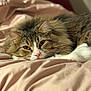 bed, bedding, blanket, cat, close_up, cozy, domestic_cat, eyes, fur, indoor, long_hair, paws, pet, pink_nose, portrait, relaxed, sleeping, soft_texture, tabby, whiskers