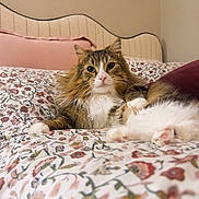 Gizmo joined the competition — help win amazing prizes! bed, bedding, cat, cozy, cute, domestic_animal, floral_pattern, furry, headboard, home_interior, indoor, longhair_cat, paw, pet, pillow, pink, portrait, relaxed, tabby, whiskers