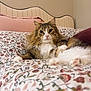 bed, bedding, cat, cozy, cute, domestic_animal, floral_pattern, furry, headboard, home_interior, indoor, longhair_cat, paw, pet, pillow, pink, portrait, relaxed, tabby, whiskers