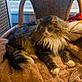 Gizmo joined the competition — help win amazing prizes! blanket, cat, chair, cozy, cute, face, fluffy, fur, furry, home_decor, indoor, long_hair_cat, paw, pet, pillow, relaxed, tabby, whiskers, wicker_chair, window