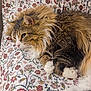 Gizmo is registered to the contest to win money with this photo: bed, bedding, blanket, cat, close_up, cozy, floral_pattern, fluffy, fur, indoor, long_hair, paw, pet, portrait, relaxed, resting, sleepy, tabby, whiskers, white_paws