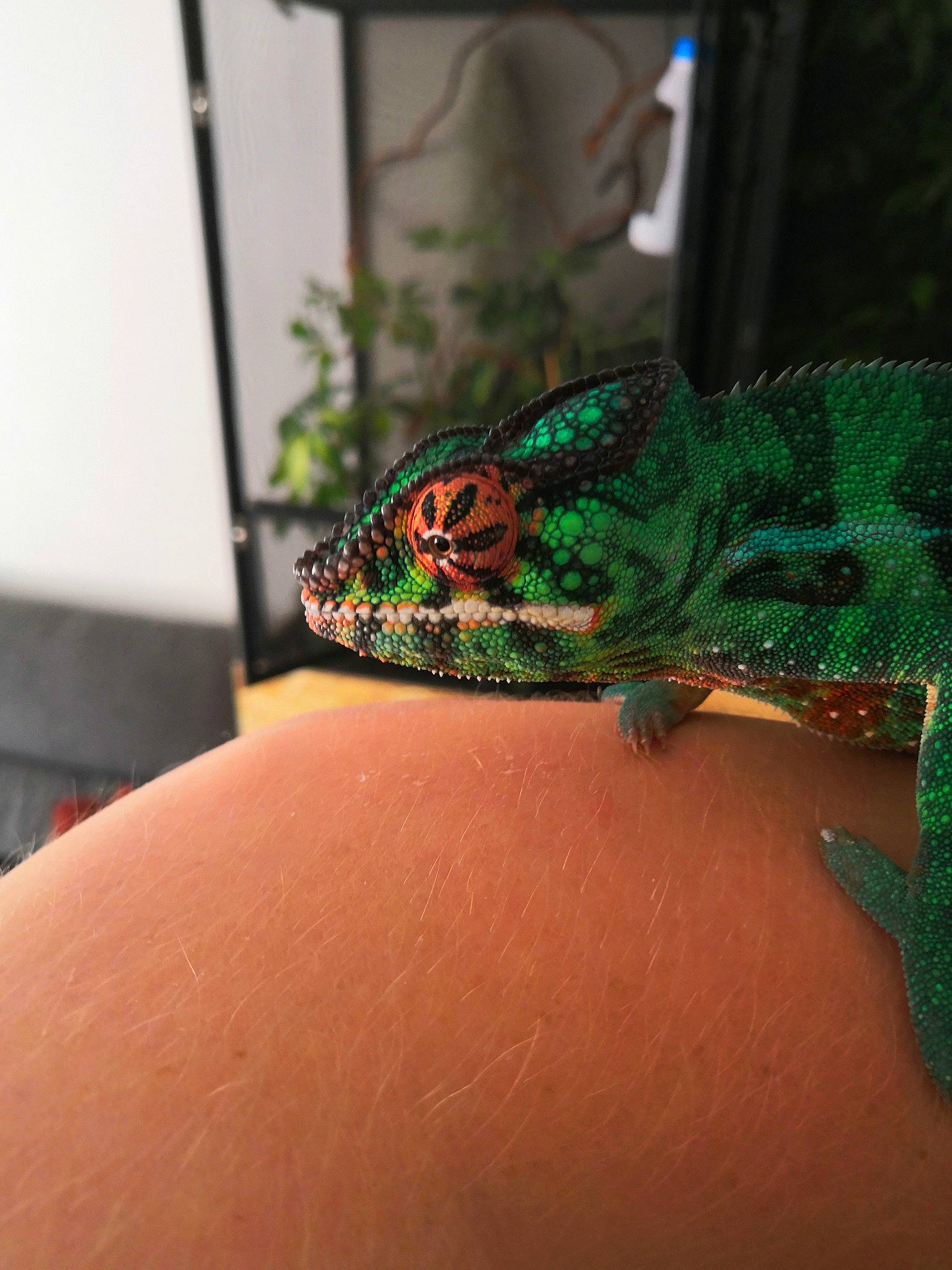 Jackson a rejoint le concours — aidez-le/la à gagner de superbes lots ! adaptation, chameleon, common_chameleon, european_green_lizard, green_iguana, iguana, iguania, iguanidae, lizard, mellers_chameleon, reptile, scaled_reptile