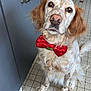 dog, bow_tie, pet, animal, indoor, kitchen, tile_floor, brown_eyes, spotted_fur, white_fur, long_ears, cabinet, floor_tiles, cute, sitting, looking_up, domestic_animal, fur, nostrils, whiskers