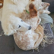 Petra participe au concours pour gagner de l'argent avec cette photo : dog, dogs, snuggling, couch, blanket, fur, white_dog, spotted_dog, collar, pet, animal, indoor, resting, cozy, companionship, curled_up, relaxed, cute, friendship, home