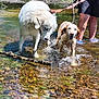 dog, water, creek, leash, person, shorts, shoes, nature, outdoor, splashing, wet, stick, greenery, summer, playful, canine, riverbed, sunlight, animal, recreation