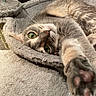 Sophia is registered to the contest to win money with this photo: cat, green_eyes, stretching, paw, close_up, feline, pet, soft, plush, cat_tree, relaxed, curious, indoor, fur, whiskers, resting, cozy, animal, cute, portrait