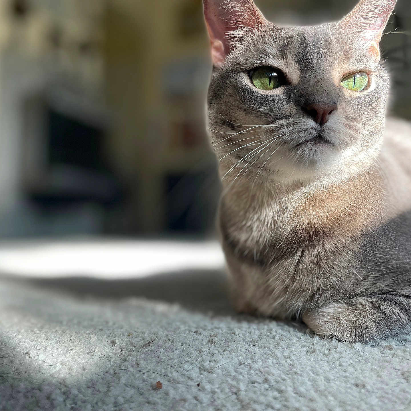 Sophia