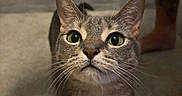 Sophia is registered to the contest to win money with this photo: cat, gray_cat, tabby, green_eyes, whiskers, carpet, indoor, feline, pet, curious, looking_up, tattoo, human_leg, barefoot, floor, shelf, books, furniture, animal, closeup