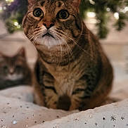 Otter joined the competition — help win amazing prizes! abyssinian, aircraft, airplane, animal, cat, face, fir, happy, head, kitten, light, lighting, manx, person, pet, plant, smile, transportation, tree, vehicle