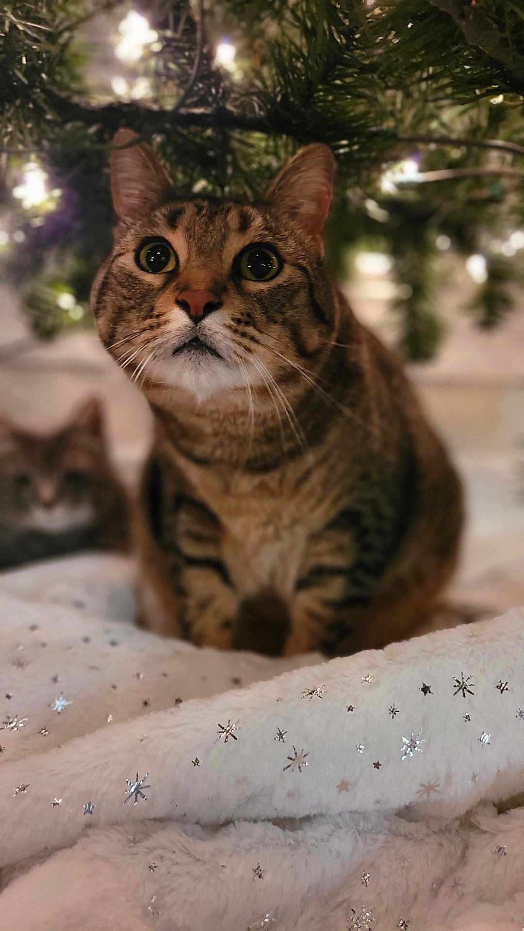 Otter joined the competition — help win amazing prizes! abyssinian, aircraft, airplane, animal, cat, face, fir, happy, head, kitten, light, lighting, manx, person, pet, plant, smile, transportation, tree, vehicle