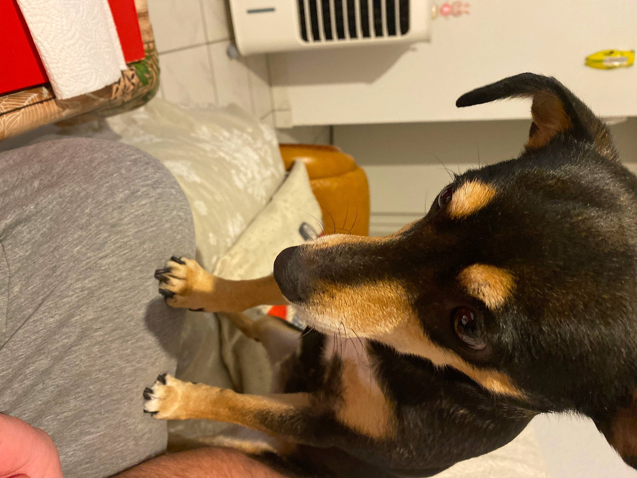 Evy a rejoint le concours — aidez-le/la à gagner de superbes lots ! canidae, carnivore, collar, comfort, companion_dog, dog, dog_breed, ear, fawn, fur, jaw, kitchen_appliance, paw, snout, sporting_group, terrestrial_animal, whiskers, working_animal, working_dog