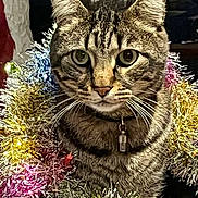 Tom participe au concours pour gagner de l'argent avec cette photo : animal, cat, celebration, closeup, collar, cute, decoration, domestic_cat, ears, eyes, face, festive, fur, holiday, indoor, pet, portrait, tabby, tinsel, whiskers