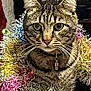 animal, cat, celebration, closeup, collar, cute, decoration, domestic_cat, ears, eyes, face, festive, fur, holiday, indoor, pet, portrait, tabby, tinsel, whiskers