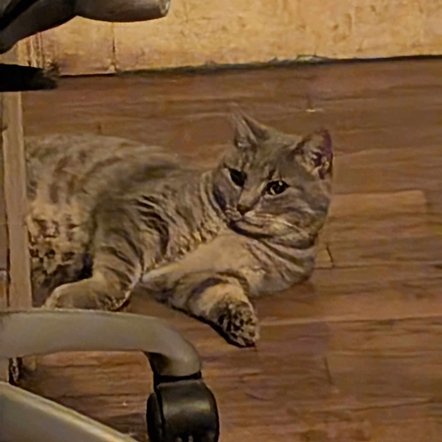 Bébé Chat a rejoint le concours — aidez-le/la à gagner de superbes lots ! animal, cat, chair_wheel, cozy, cute, domestic_animal, ears, feline, floor, home, indoor, laying_down, looking_away, paws, pet, relaxed, striped, tabby, whiskers, wooden_floor