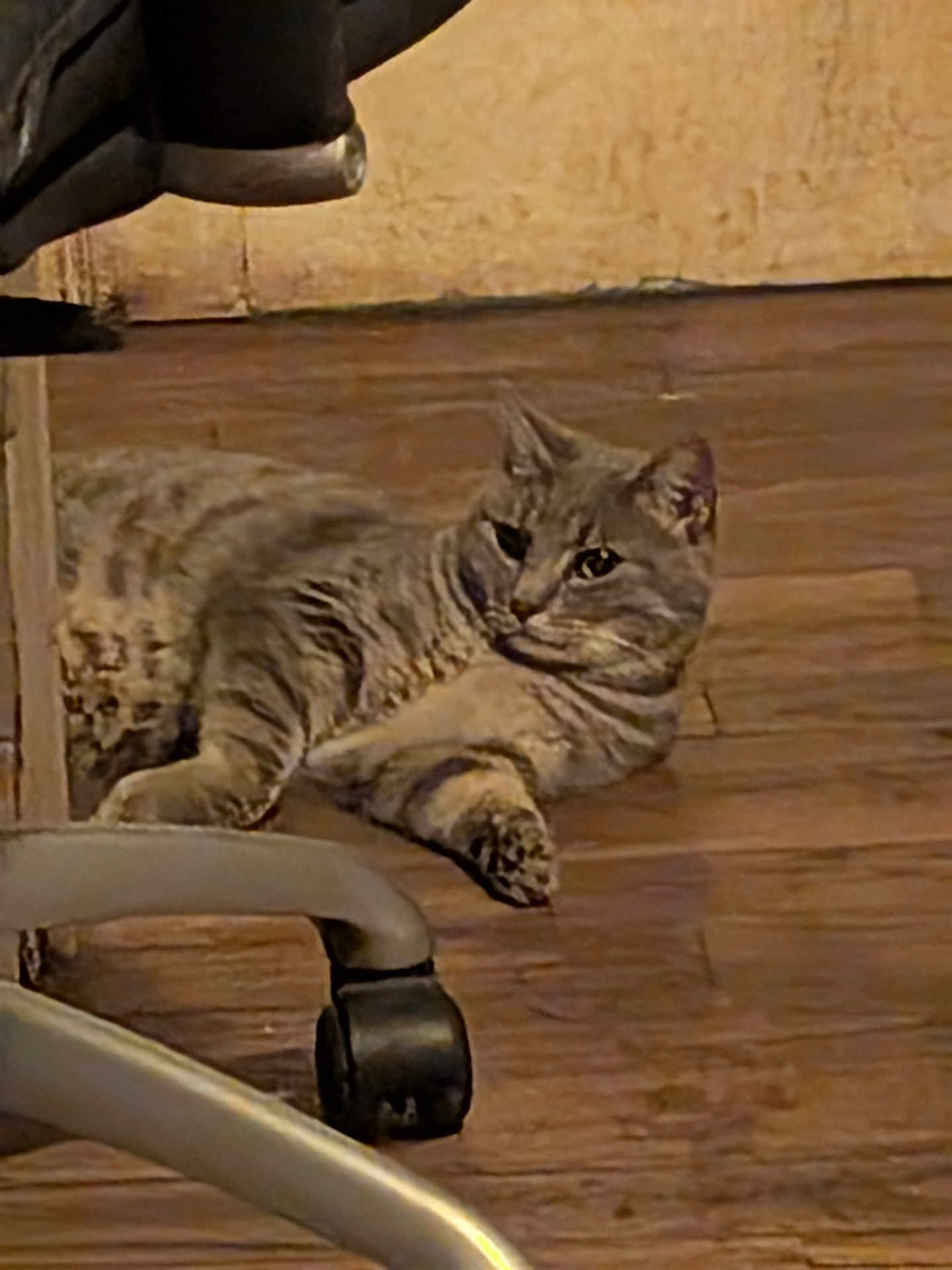 Bébé Chat