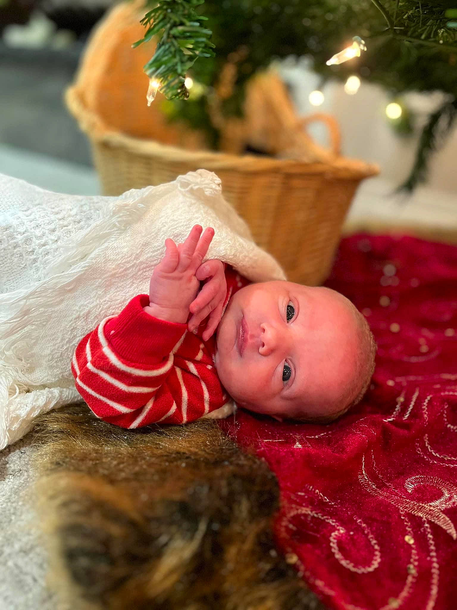 Kolt is registered to the contest to win money with this photo: baby, baby_toddler_clothing, child, christmas, doll, event, eye, flooring, fun, fur, grass, happy, human_body, person, portrait_photography, room, sitting, toddler, tradition, tree