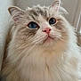 Pax joined the competition — help win amazing prizes! cat, fluffy, blue_eyes, pink_nose, whiskers, close_up, pet, animal, feline, indoor, soft_fur, cute, portrait, domestic_cat, mammal, calm, face, fur, looking_up, whisker
