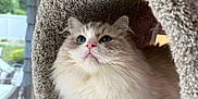 Pax joined the competition — help win amazing prizes! cat, fluffy, blue_eyes, indoor, carpeted_tunnel, window, natural_light, pet, feline, relaxed, cozy, whiskers, pink_nose, curious, portrait, soft_texture, animal, domestic, fur, resting
