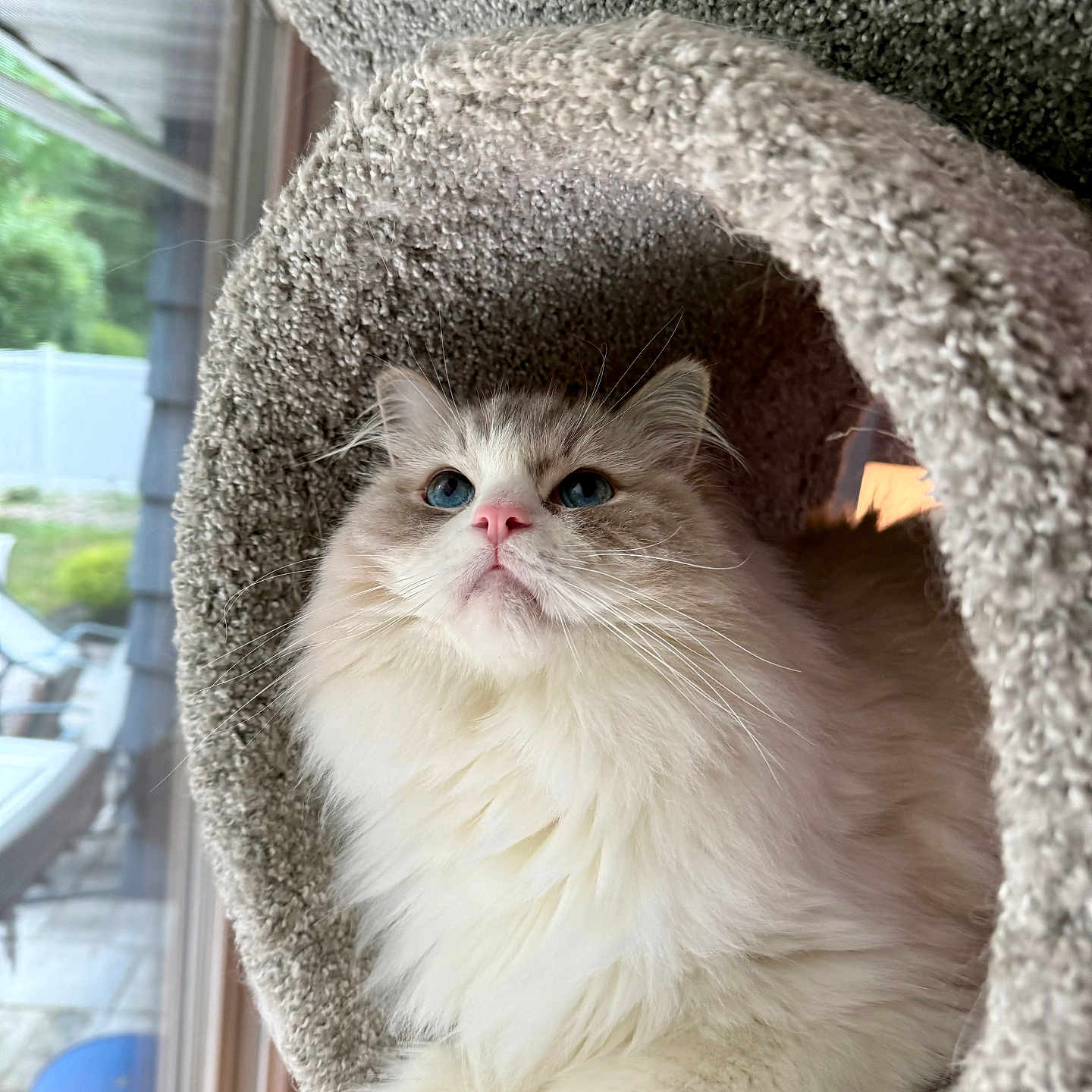 Pax joined the competition — help win amazing prizes! animal, blue_eyes, carpeted_tunnel, cat, cozy, curious, domestic, feline, fluffy, fur, indoor, natural_light, pet, pink_nose, portrait, relaxed, resting, soft_texture, whiskers, window