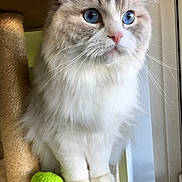 Pax is registered to the contest to win money with this photo: cat, blue_eyes, fluffy_fur, white_fur, grey_fur, cat_tree, toy, green_toy, window, natural_light, whiskers, pink_nose, pet, indoor, close_up, animal, looking_away, cute, feline, domestic_cat