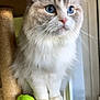 cat, blue_eyes, fluffy_fur, white_fur, grey_fur, cat_tree, toy, green_toy, window, natural_light, whiskers, pink_nose, pet, indoor, close_up, animal, looking_away, cute, feline, domestic_cat